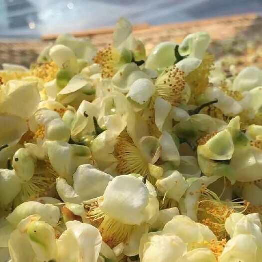 勐海县￼普洱茶花果.可代加工生产各种