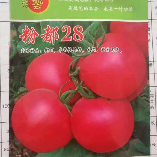 扶沟县粉都28西红柿种子番茄种子大果早春露地种植口感好抗病