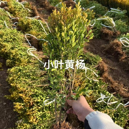 获嘉县大叶黄杨小叶黄杨金森女贞金叶女贞金边黄杨红叶石楠小叶女贞