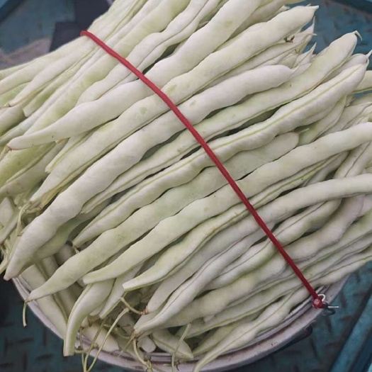 泰安芸豆