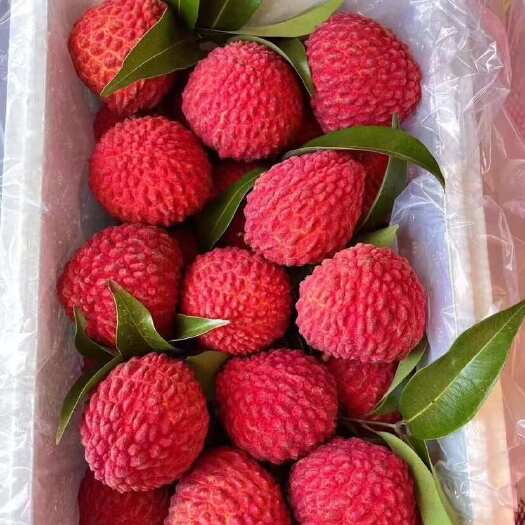 灵山县荔枝王