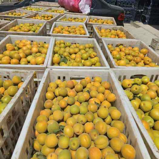 遵化市金太阳杏可以订货了，欢迎各界老板前来采购订货，保质保量