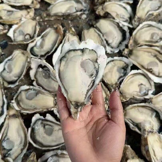 台山三倍体批发零售 豆至5+洗净再上称！