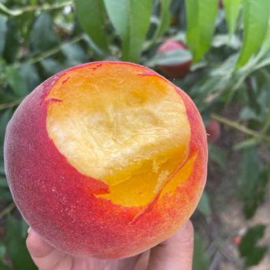 甜度高脆甜湖北黄金蜜彩虹黄桃上现摘现发