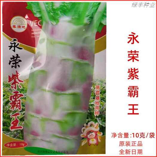 福州永荣莴笋种子永荣紫霸王莴笋耐寒抗病产量高春秋冬季蔬菜种孑