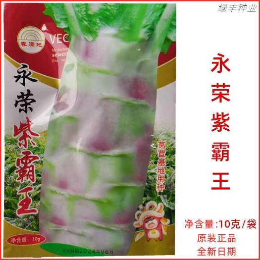 三明福州永荣莴笋种子永荣紫霸王莴笋耐寒抗病产量高春秋冬季蔬菜种孑