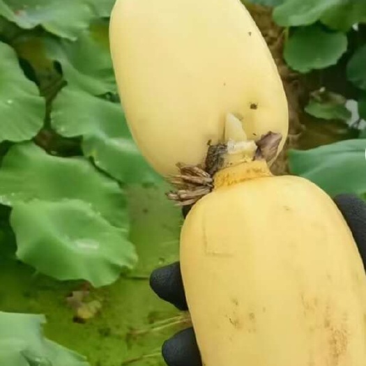 四川早藕