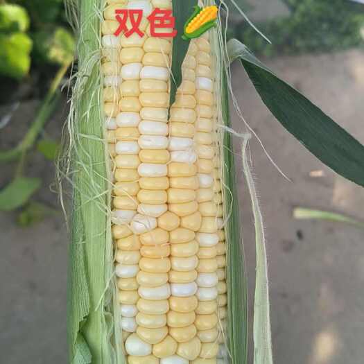 嘉鱼县甜玉米