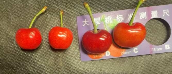 烟台烟台凉地大樱桃大量批发代发