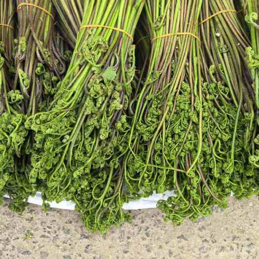 出5000斤蕨菜等各类野生蘑菇，纯一手货源