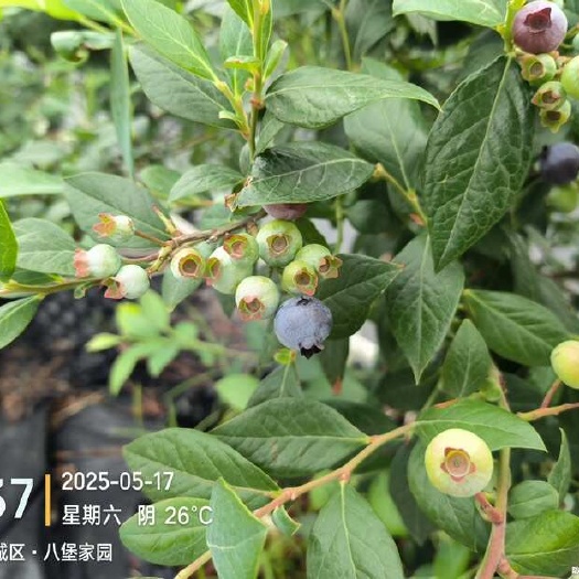 大棚基质蓝莓，野地地栽蓝莓