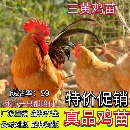 河南漯河三黄鸡苗公母混合健康出栏批量供应