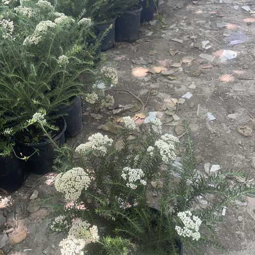 成都澳洲米花