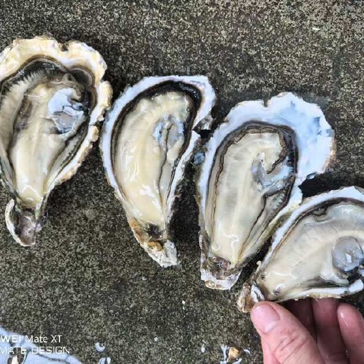 阳西县台山三倍体2+2.5+3+4+大规格，洗净再称！