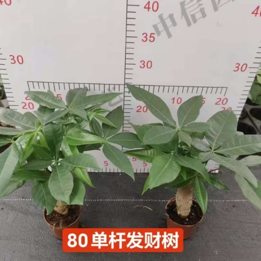 广州优惠促销[庆祝]80单杆发财树