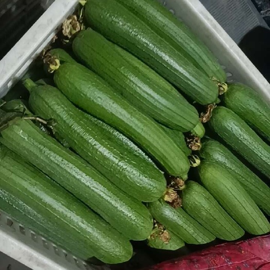 泰州江苏油皮丝瓜
