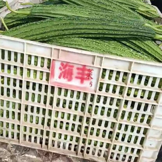 丝瓜新鲜便宜￼