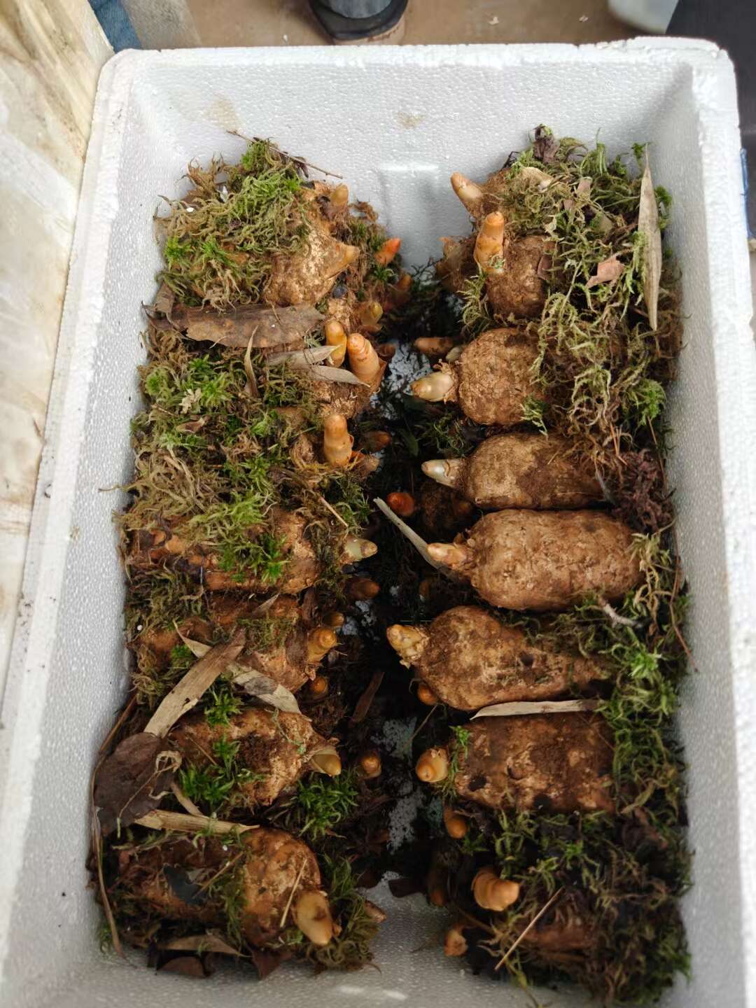 彝良县云南昭通小草坝鲜天麻 源头直供 量大优惠