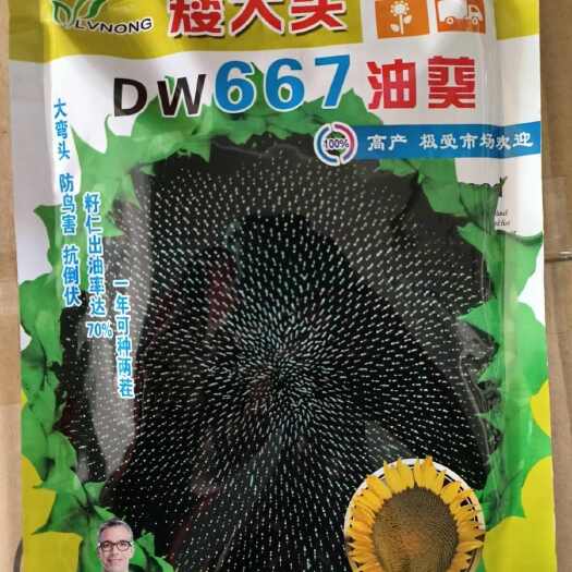 矮油葵种子春夏播瓜子葵花种子产量高出油率高可做芽苗菜种子栽培