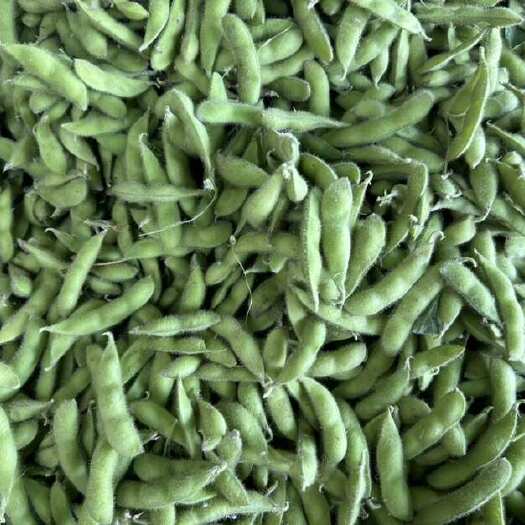 阜南县大棚种植新鲜毛豆手工采摘毛豆夹翠绿宝毛豆角大量现货