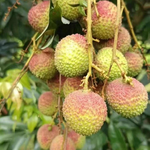 灵山县广西钦州 灵山妃子笑荔枝
