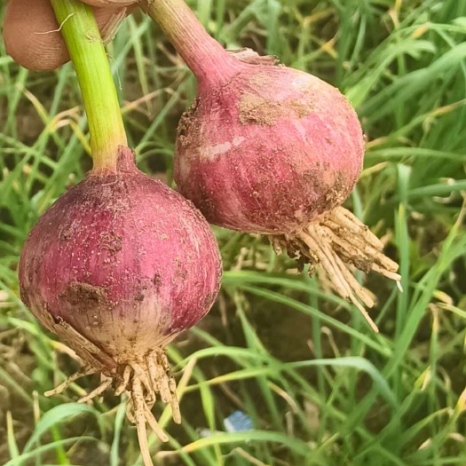绥中县东北独头大蒜，辽宁省葫芦岛市大蒜产地直发一手货源，货量充足