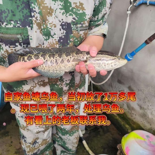 黑鱼出售，附近的直接走车方便。