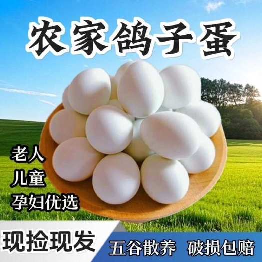 菏泽新鲜正宗散养鸽蛋农家散养草鸽鸽蛋五谷杂粮宝宝营养辅食孕妇营养