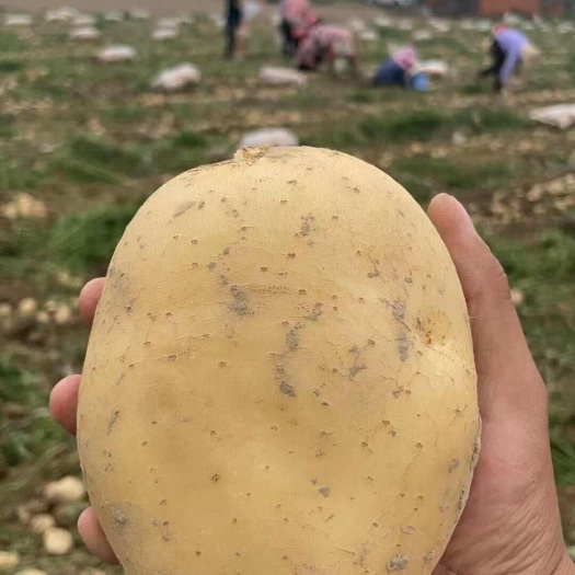 湖北新土豆大量上市产地一手货源对接全国各大市场商超电商边贸