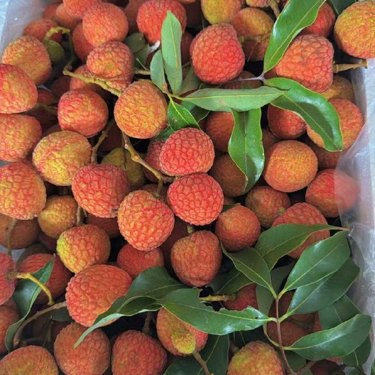 粽香绕梁，荔枝压枝低，  一盒红果藏夏意，全家笑尝甜如蜜。