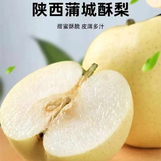 蒲城县陕西.蒲城酥梨