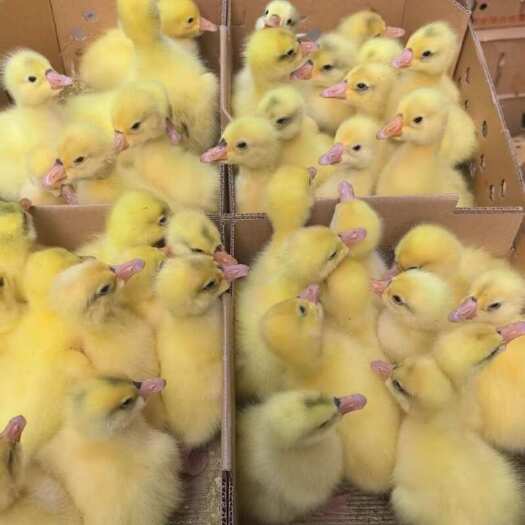 九江白鹅苗 三花鹅苗 马岗鹅苗 狮头鹅苗 灰鹅苗 脱温鹅苗