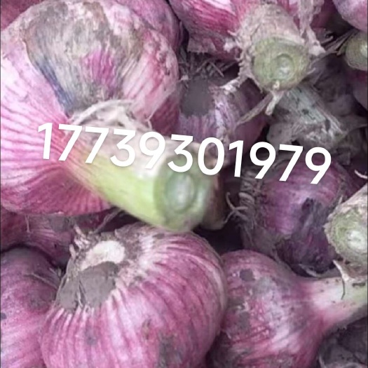 太康县红皮蒜