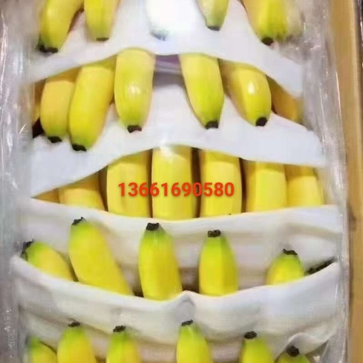 香蕉，香蕉颜色根据客户地区远近发适当颜色，口感软糯香甜
