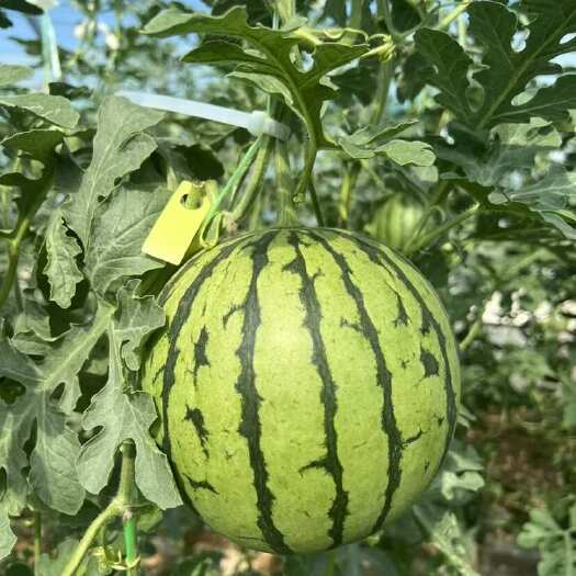 蒲城县陕西渭南蒲城无籽吊西瓜 批发代发 支持整车物流发货