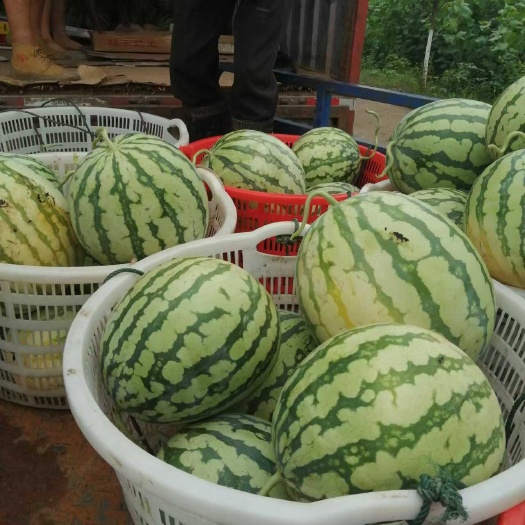 美都西瓜已上市