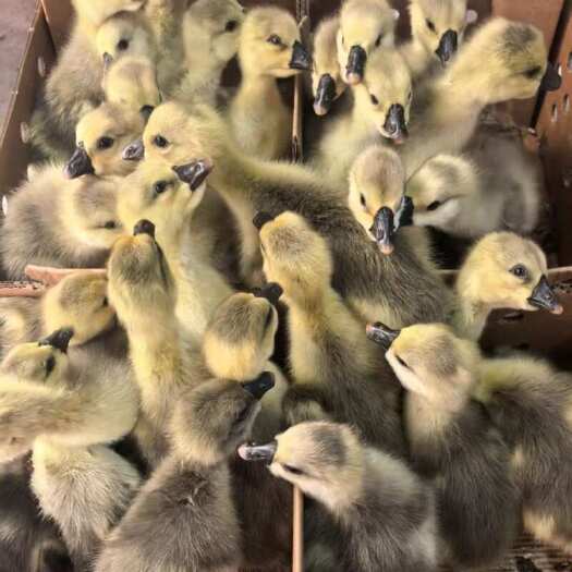 九江白鹅苗 三花鹅苗 马岗鹅苗 狮头鹅苗 灰鹅苗 脱温鹅苗