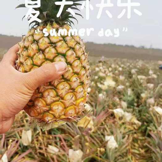 深圳17号金钻凤梨，树上自然熟，可包园可散卖一件起发