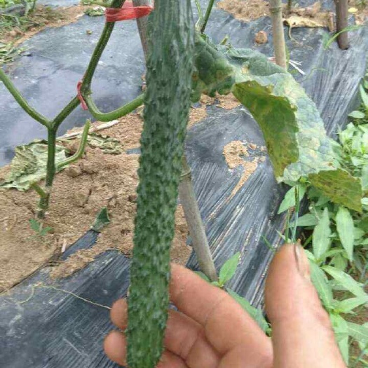中方县鸡公盖高山种植青绿肉质，嫩，细，美味刺黄瓜现以大批投产