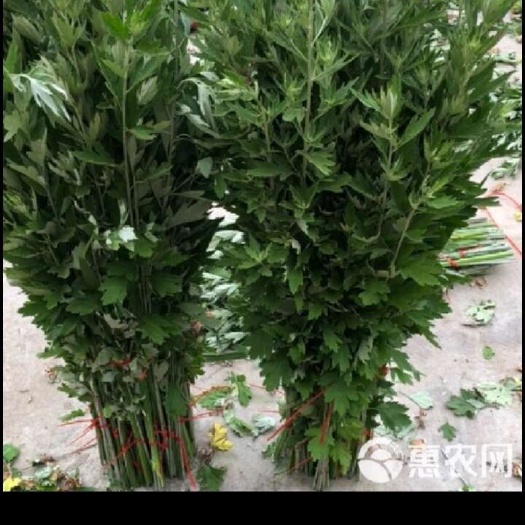 合肥蕲艾