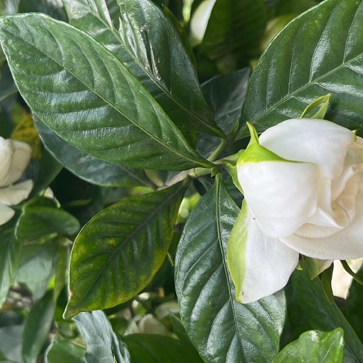 重庆市栀子鲜花