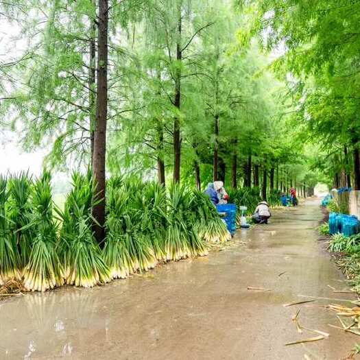 上海练塘茭白（带壳）