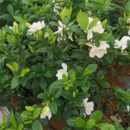 犍为县栀子花 大栀子花