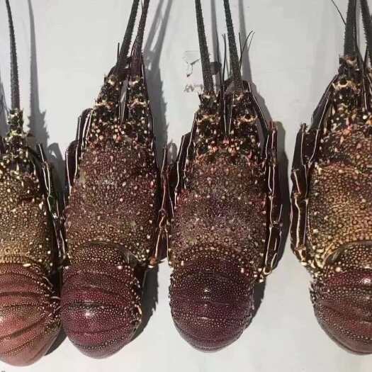 龙虾  活冻红龙