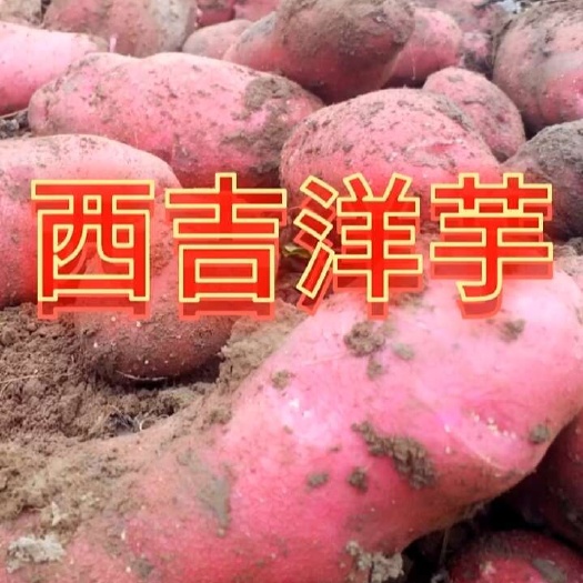 宁夏西吉土豆豆