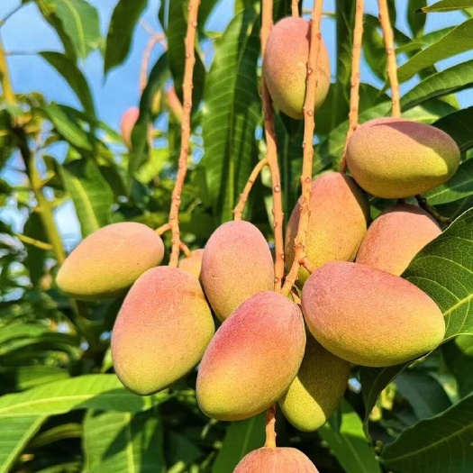 云南贵妃（金凤凰）香甜芒果一件代发