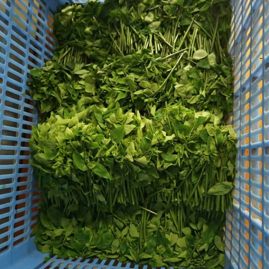 万宁市树仔菜