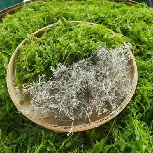 张家界张家界莓茶原产地罗塔平莓茶批发零售