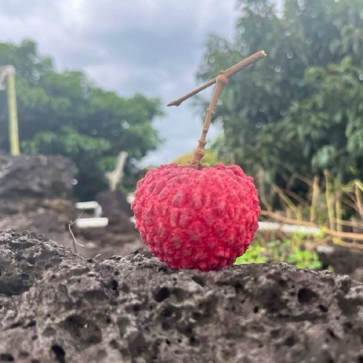 火山口荔枝王