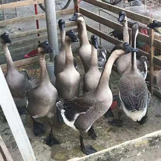 南宁马岗鹅苗香鹅苗灰鹅苗